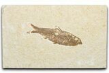 Detailed Fossil Fish (Knightia) - Wyoming #346037-1
